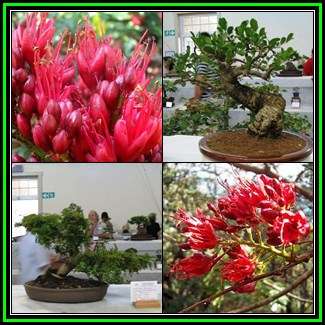Schotia brachypetala - 20 Seed Pack - Indigenous Tree Weeping Boer-Bean, Huilboerboon - New