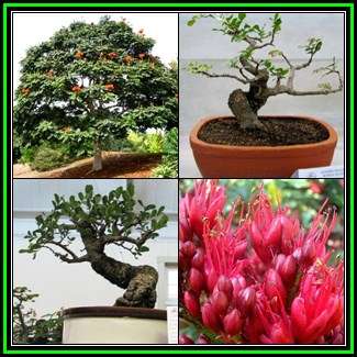 Schotia brachypetala Bonsai - 5 Seed Pack - Indigenous - Weeping Boer-Bean, Huilboerboon - New