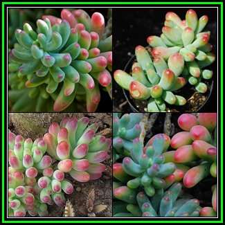 Sedum pachyphylum - 20 Seed Pack - Exotic Edible Cold Hardy Succulent - Combined Shipping, NEW