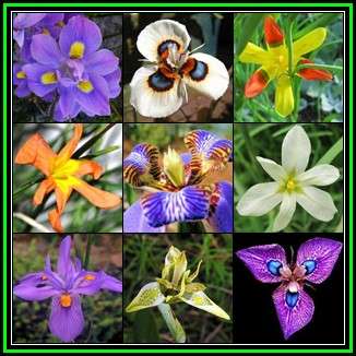Moraea Mixed Species - 50 Bulk Seed Pack - Indigenous Perennial Bulb - New