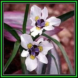 Moraea falcifolia Seeds - Indigenous South African Perennial Bulb - Winter Blooming - New