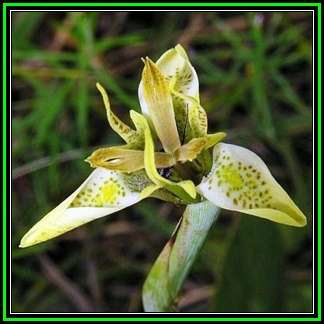 Moraea trifida Seeds - Indigenous Perennial Bulb - Free Seeds with ALL Orders - New