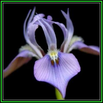 Moraea ciliata - 10 Seed Pack - Indigenous Perennial Bulb - Combined Insured Global Shipping - New
