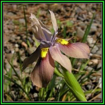 Moraea gawleri - 10 Seed Pack - Indigenous Endemic Perennial Bulb - New