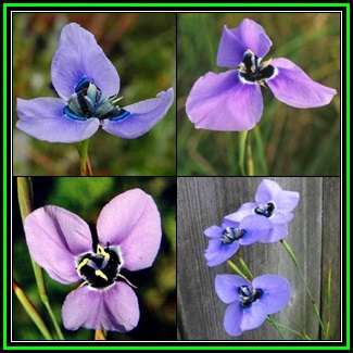 Moraea gigandra Seeds - Indigenous Endangered Endemic South African Perennial Bulb - New