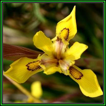 Moraea graminicola Seeds - Indigenous Endemic Perennial Bulb - Combined Shipping - New