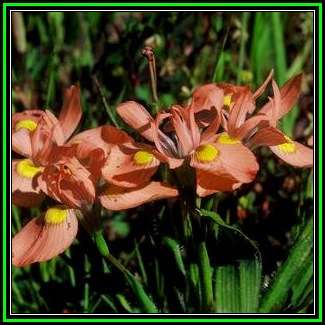 Moraea papilionacea Seeds - Indigenous Endemic Perennial Bulb - New