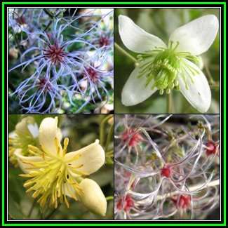 Clematis brachiata Seeds - Indigenous Perennial Vine - Combined Global Shipping - New