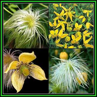 Clematis tangutica Seeds - Exotic Perennial Vine - Combined Global Shipping - New