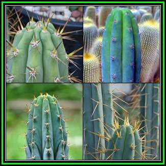 Echinopsis macrogona, Trichocereus macrogonus -20 Seed Pack- Ethnobotanical Succulent Cactus - NEW