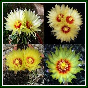 Thelocactus setispinus - 10 Seed Pack - Exotic Cactus Succulent -Combined Global Shipping- NEW