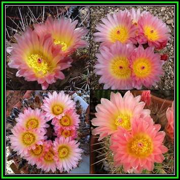 Parodia roseolutea Seeds - Verified Seller - Exotic Succulent Cactus - NEW