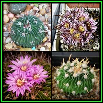 Stenocactus multicostatus Seeds - Verified Seller - Exotic Succulent Cactus - NEW