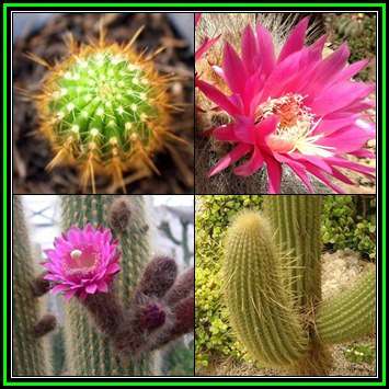 Weberbauerocereus johnsonii Long Thorn Seeds - Exotic Cactus Succulent - NEW