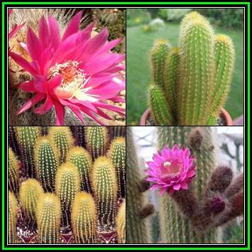 Weberbauerocereus johnsonii Short Thorn Seeds - Exotic Cactus Succulent - NEW
