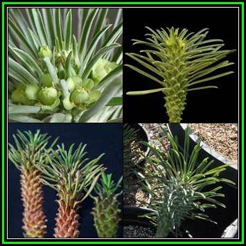 Euphorbia clandestina Seeds - Rare Endemic Indigenous Succulent - Combined Shipping, NEW