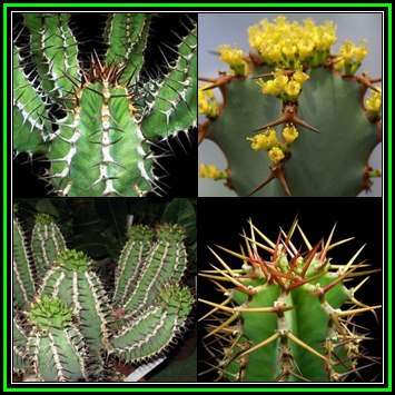 Euphorbia virosa Seeds - Indigenous Drought Tolerant Succulent - NEW