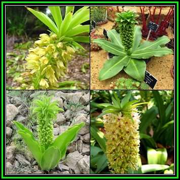 Eucomis autumnalis - 10 Seed Pack - Indigenous Perennial Bulb -Combined Global Shipping- New