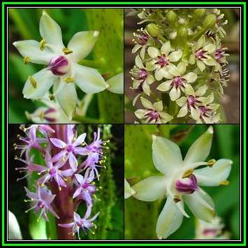 Eucomis comosa Seeds - Indigenous Perennial Bulb -Combined Global Shipping- New