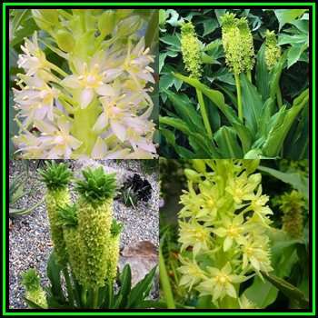 Eucomis pole-evansii - 10 Seed Pack - Indigenous Perennial Bulb -Combined Global Shipping- New