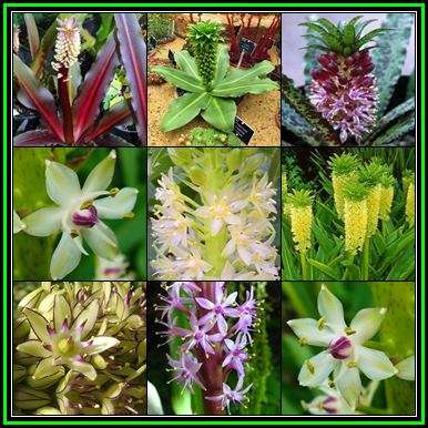 Eucomis Mixed Species Seeds - Indigenous Perennial Bulb -Combined Global Shipping- New