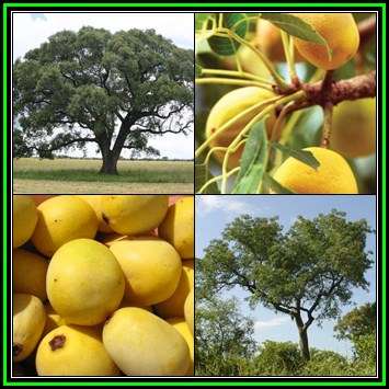 Sclerocarya birrea subsp. caffra - Marula Tree -20 Seed Pack- Indigenous Edible Fruit Medicinal, NEW