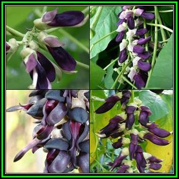 Mucuna pruriens - 5 Seed Pack - Beautiful Indigenous Climber - Itching Powder Ethnobotanical - NEW