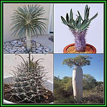 Pachypodium geayi - 5 Seed Pack - Madagascan Succulent Tree - Combined Global Shipping - NEW