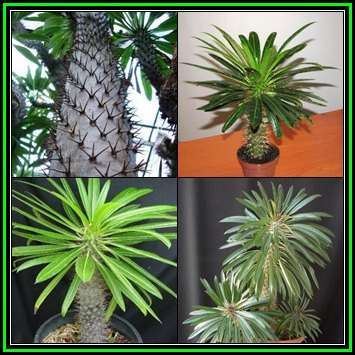 Pachypodium lamerei - 5 Seed Pack - Madagascan Succulent Tree - Combined Global Shipping - NEW