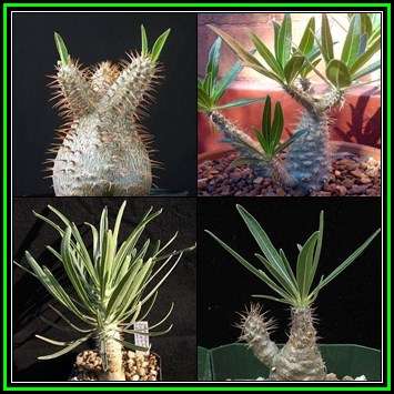 Pachypodium rosulatum gracilis - Isalo Elephants Foot - 5 Seed Pack - Madagascan Succulent - NEW