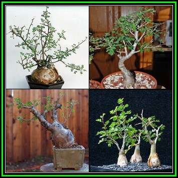 Pachycormus discolor - 5 Seed Pack - Baja Elephant Tree - Exotic Bonsai Shrub Succulent - NEW