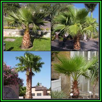 Mexican Fan Palm (Washingtonia robusta) Palm Tree Seeds - Exotic Frost Hardy - New