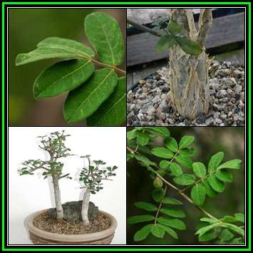Commiphora mollis Seeds - Velvet Corkwood - Indigenous Deciduous Tree - New