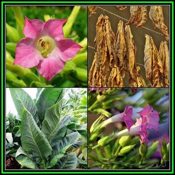 Nicotiana tabacum - Cultivated Smoking Tobacco Seeds - Combined Shipping - NEW - Perennial