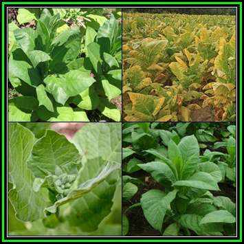 Cultivated Smoking Tobacco Seeds - Nicotiana tabacum - Combined Shipping - NEW - Perennial