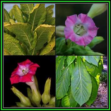 Smoking Tobacco - Nicotiana tabacum Seeds - Combined Shipping - NEW - Perennial