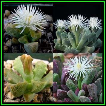 Stomatium alboroseum Seeds - Indigenous Endemic Mesemb Succulent -Combined Global Ship- NEW