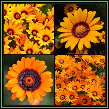 Ursinia anthemoides Bright Orange Seeds - Indigenous Annual - Global Shipping - New