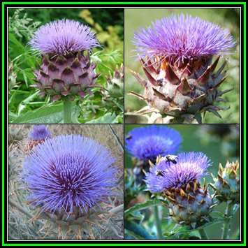 Cynara cardunculus - Cardoon, Wild Artichoke - 10 Seed Pack - Exotic Perennial -Global Shipping- New
