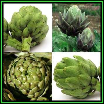 Cynara cardunculus var. scolymus - Green Globe Artichoke Seeds - Edible Vegetable - New
