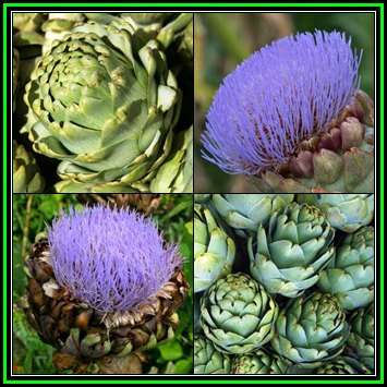 Cynara cardunculus var. scolymus - Green Globe Artichoke - 20 Seed Pack - Edible Vegetable - New