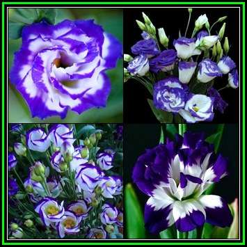 Lisianthus Blue Rim - Eustoma russellianum Seeds - Biennial Cut Flowers - New