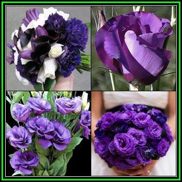 Lisianthus Purple - Eustoma russellianum - 10 Seed Pack - Perennial Cut Flowers - New