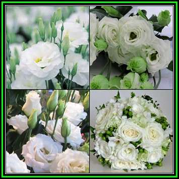 Lisianthus White - Eustoma russellianum Seeds - Perennial Cut Flowers - New