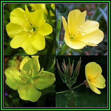Oenothera biennis Seeds - Evening Primrose - Biennial Edible Medicinal Herb - New