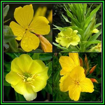 Evening Primrose - Oenothera biennis - 500 Seed Pack - Annual Edible Medicinal Herb - New