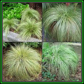 Carex albula Frosted Curls - 20 Seed Pack - Perennial Grass -Global Shipping- New