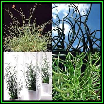 Juncus effusus Spiralis - Corkscrew Rush Seeds - Indoor Perennial Curiosity Grass - New