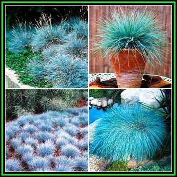 Festuca glauca - Blue Mondo Grass - 10 Seed Pack - Drought Tolerant Evergreen Grass - New