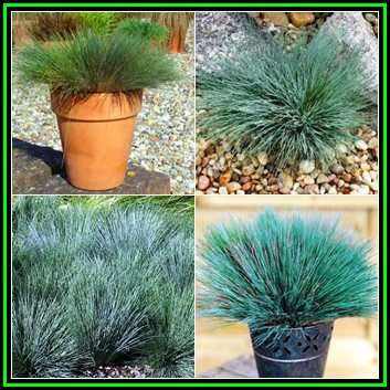Corynephorus canescens Spiky Blue - 5 Seed Pack - Evergreen Drought Tolerant Grass - New
